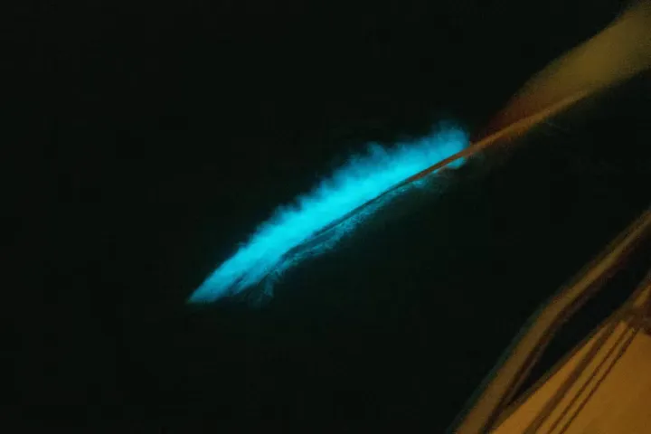 Bioluminescent at the night