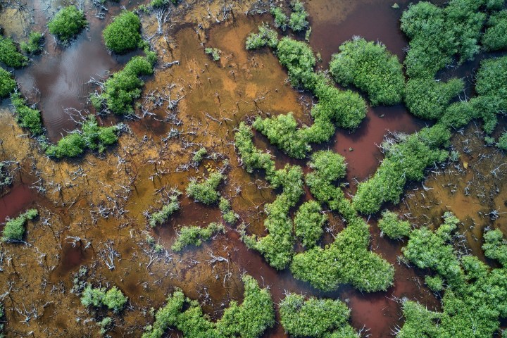 Aerial view of dense green shrubs and brown water in a wetland area.
